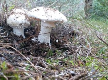 Satın alınan “bitkisel ürün” uygun şekilde işlenmiş mi?