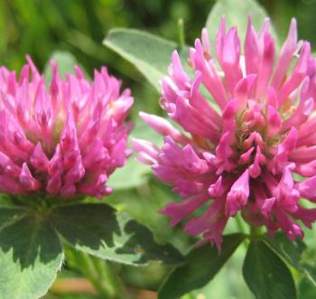 Kırmızı yonca izoflavonları menopoz döneminde kadınlarda yaşam kalitesini düzenliyor 