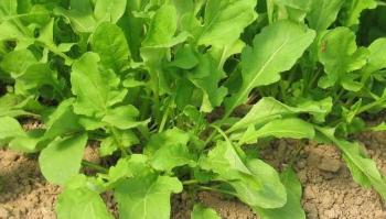 Roka yüksek tansiyon hastalarında kan basıncının düşürülmesinde yardımcı oluyor