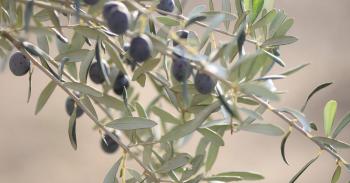 Zeytin yaprağı yüksek tansiyon hastası olmaya yatkın kişilerde (prehipertansif) normal değerlerin sağlanmasında etkili