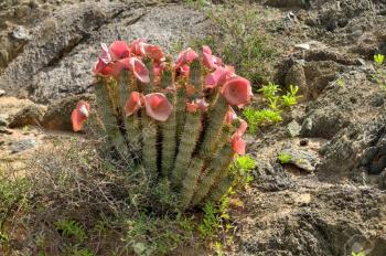 Zayıflama ürünleri 