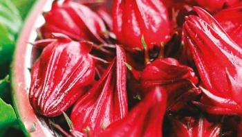 Metabolik sendrom tedavisinde karabamya özütü kan lipit değerlerinin kontrolünde yararlı olabilir