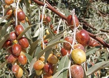 Kanser hastalarının Radyasyon tedavisinde yan etkileri azaltacak uygulamalar 