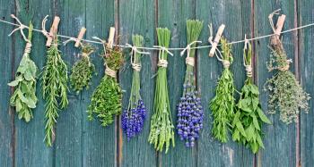 Virüslerin korkulu rüyası; Bitkiler