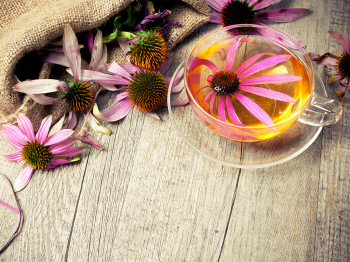 Yeni bulgular ışığında Ekinezya etkili mi, zararlı mı? 