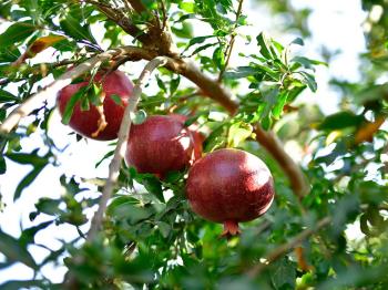 Nar meyvesinin erkeklerde prostat ve diğer ürolojik sorunlarda etkisi