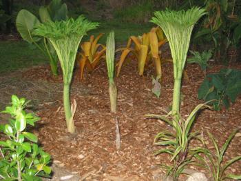 Bağırsaklarda şişerek doluluk hissini artıran bir ürün; Konjac